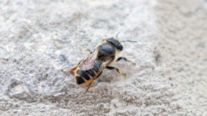 بريطانيا تأمر بقتلها وتركيا ترد ” لا تقتلوا نحلتنا ” , أزمة بين بريطانيا وتركيا  والسبب (نحلة)